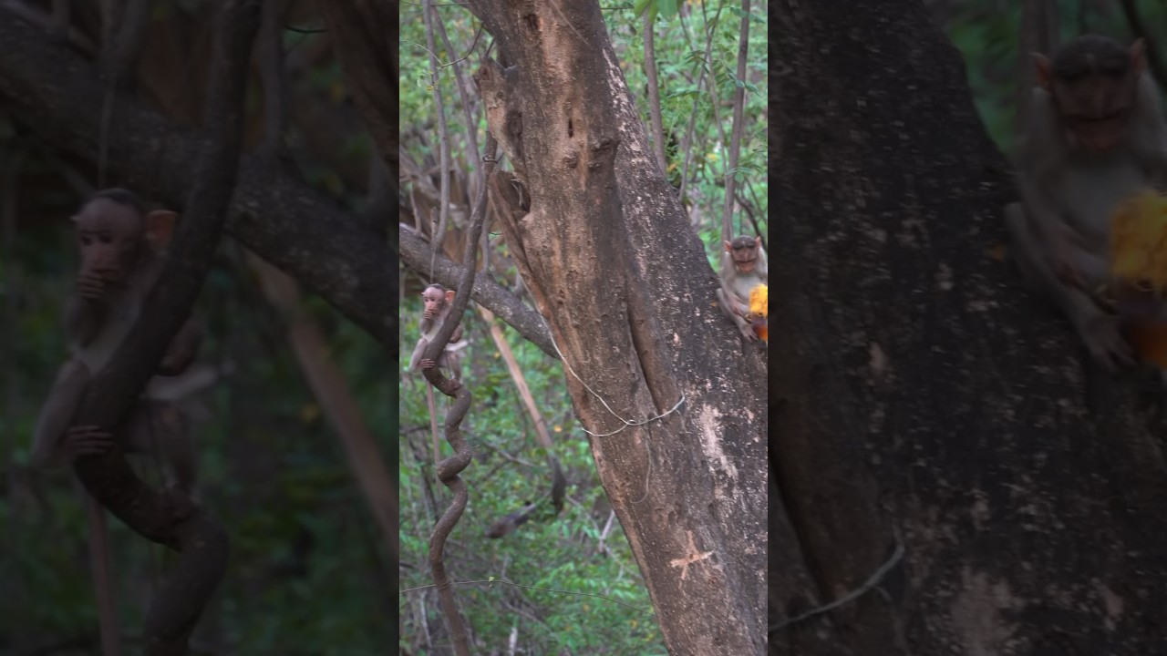 Bonnet Macaques eating fruits #shorts #wildlife