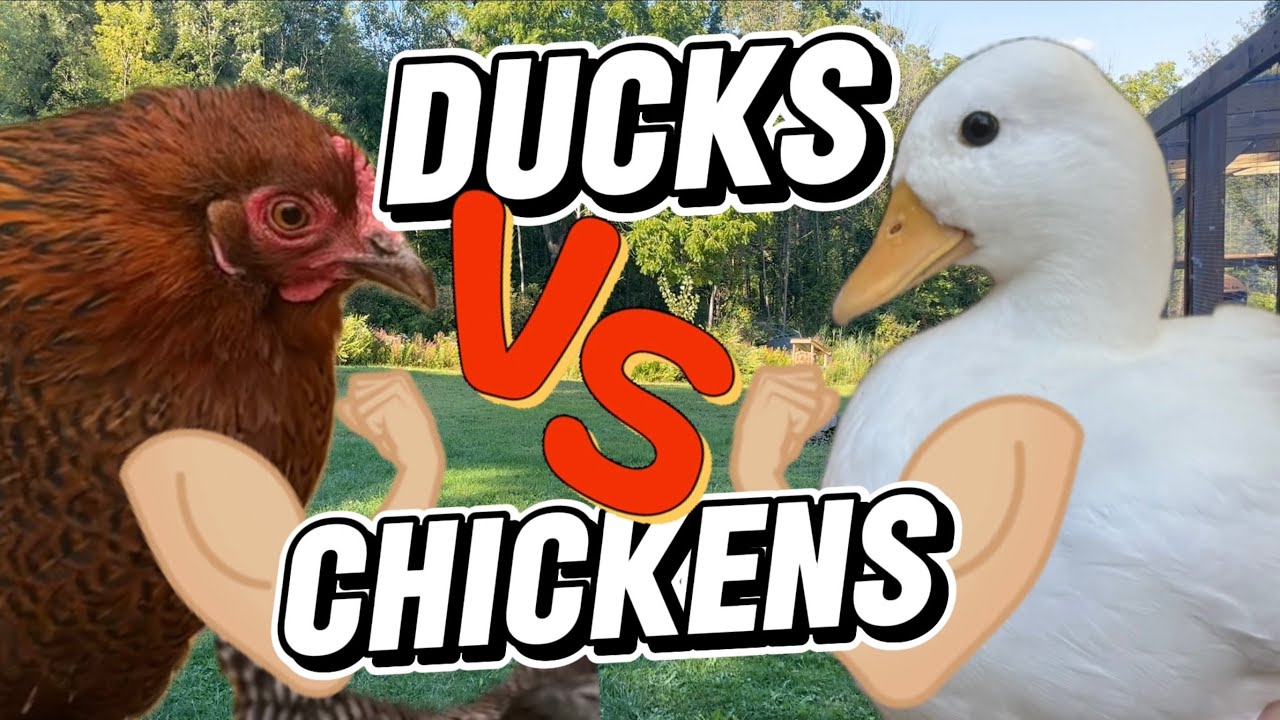 Ducks vs Chickens: Which One Is Better For Your Backyard Flock?
