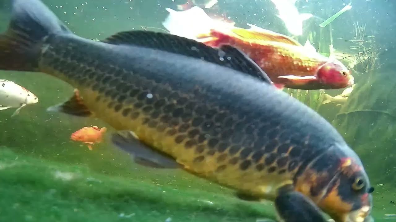 Relaxing Koi & Turtle Pond 🐟 Live Underwater Cam
