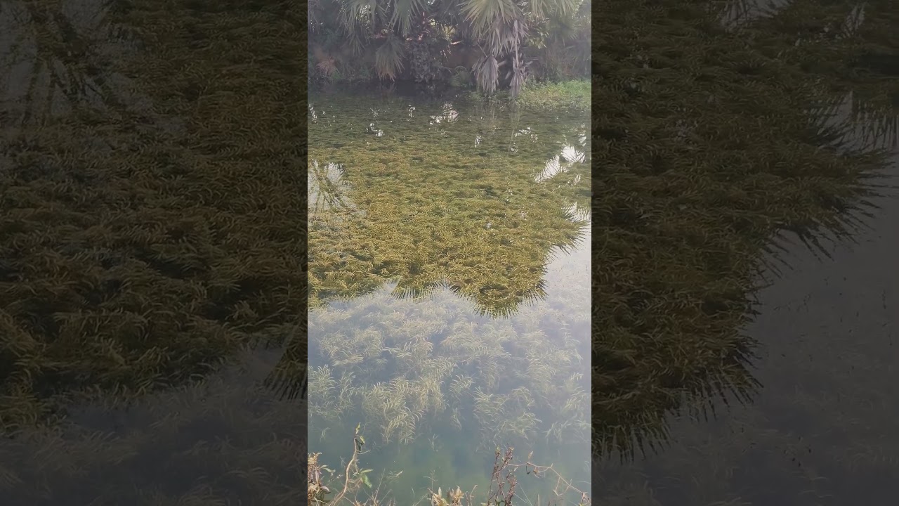 crystal clear water in my village 💦😃