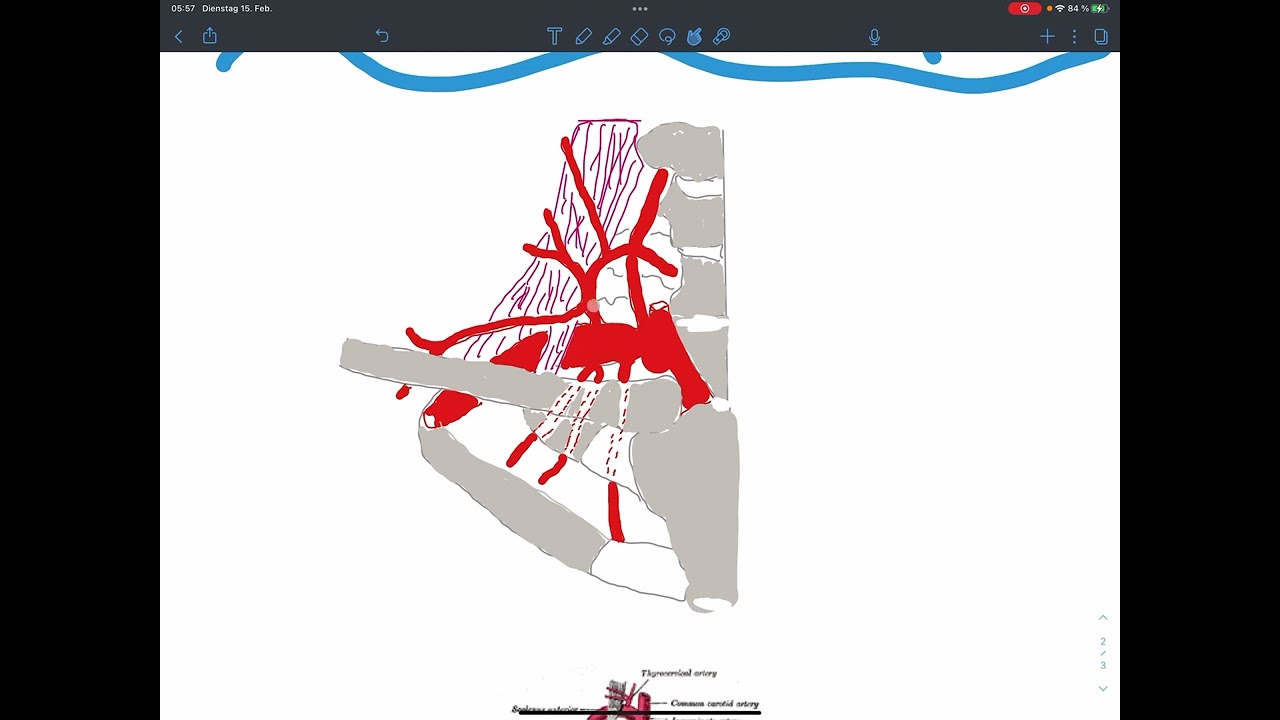 #1 Anatomie - A. subclavia