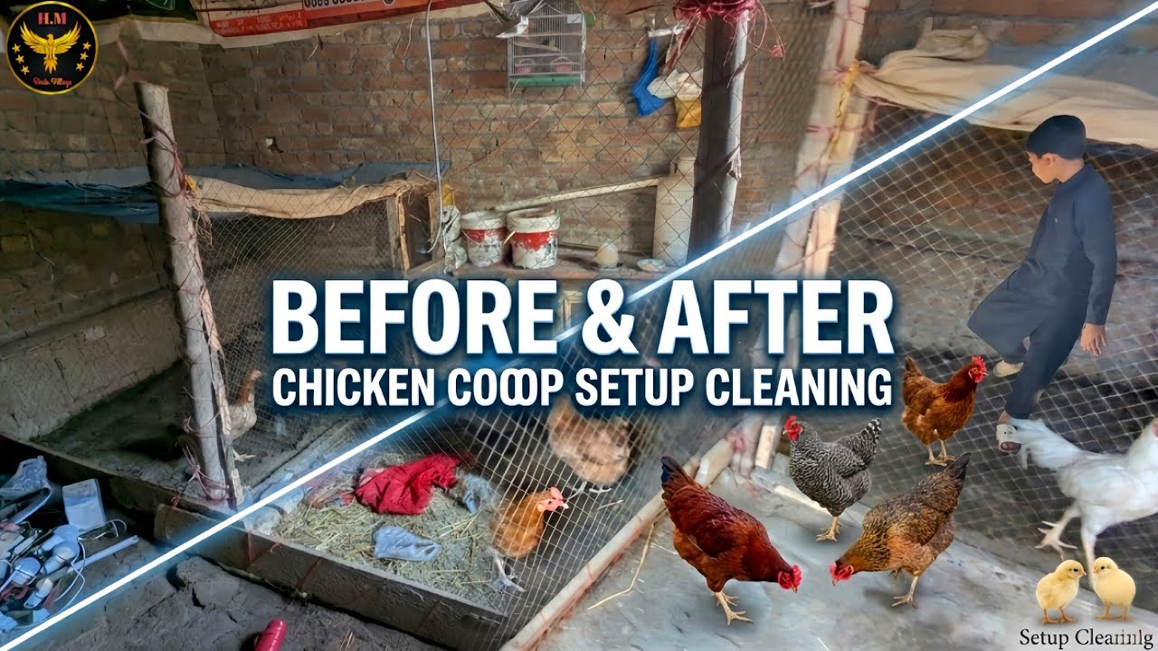 Today I Cleaned My Chickens’ Coop [ HM Birdsvillage ] 100k views 