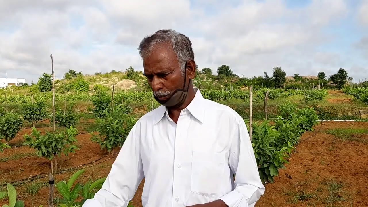 ಜಿ ವಿಲಸ್ G Villas Guava Plantation at Kolar for plants call me 9019162251 WhatsApp  9980378859