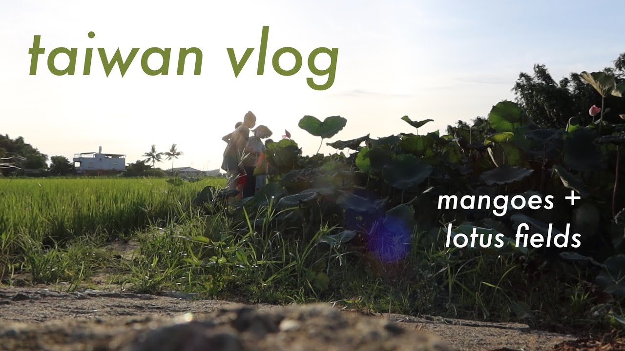 taiwan vlog | mangoes and lotus fields