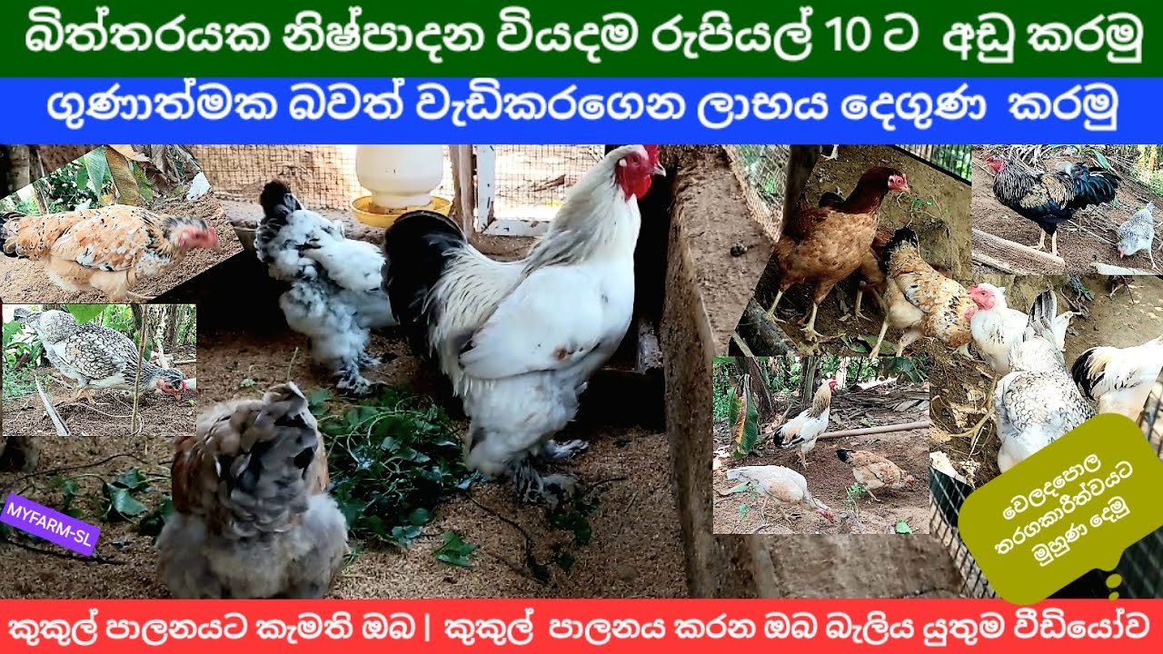 වියදම අඩු  ලාභය වැඩි ගම්කුකුල් පාලනය🐓 | ගුණාත්මක බිත්තර අස්වැන්නක් 💪 #Poultry farming #chicken farm