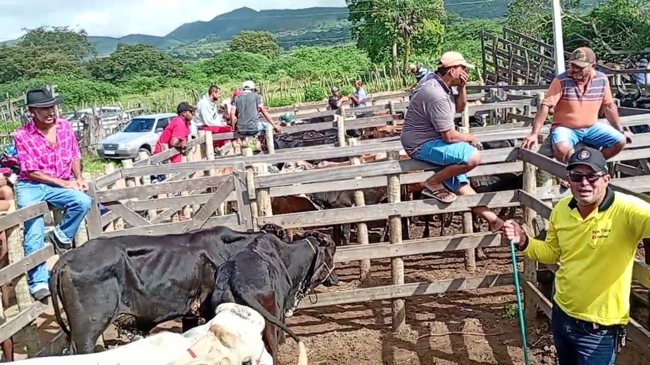 🌟FEIRA DO GADO DE RUPE GIBÃO ESTRELA DE ALAGOAS 27 de julho