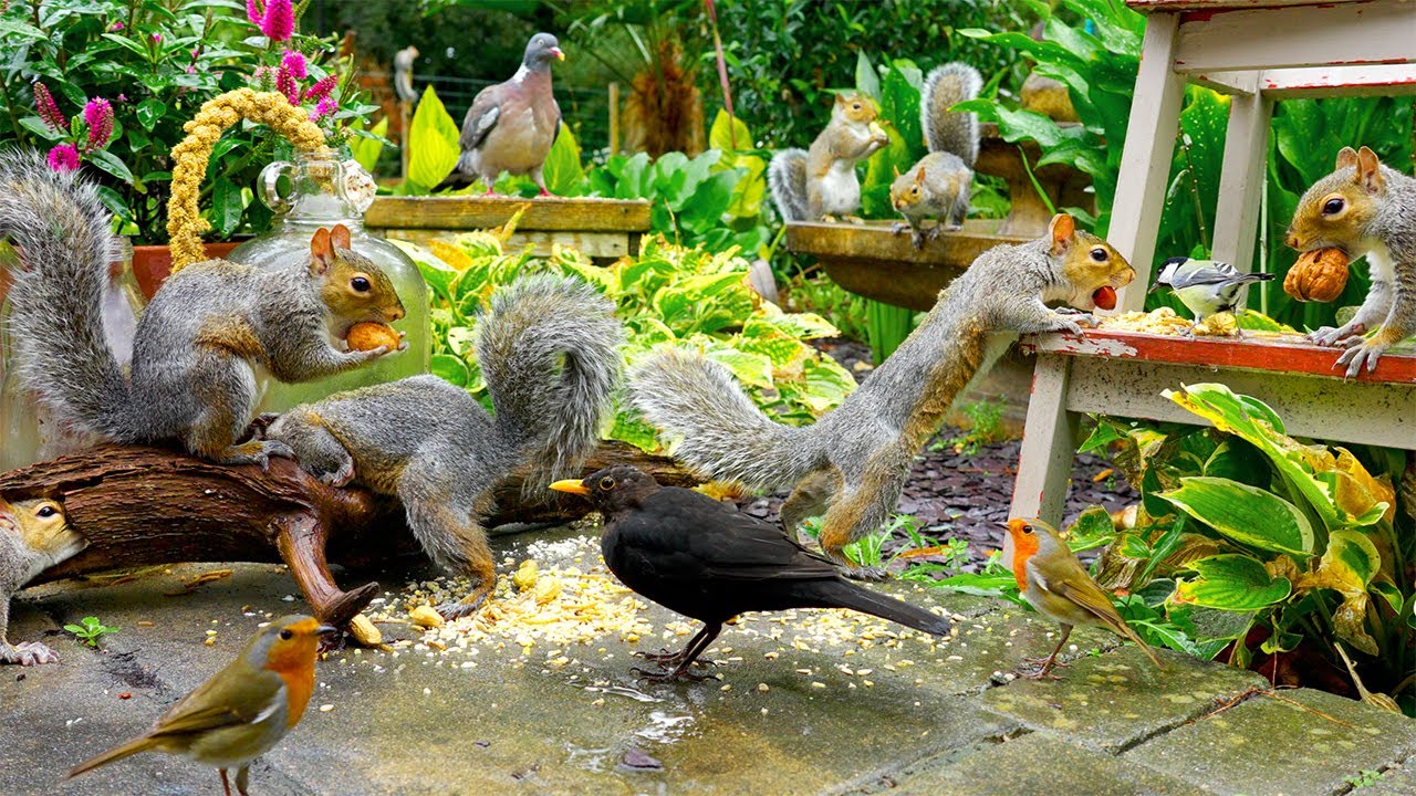 Для кошек видео 🕊️ Красивые птицы и белки у бутылок 🐿️ Игры для кошек 4K HDR