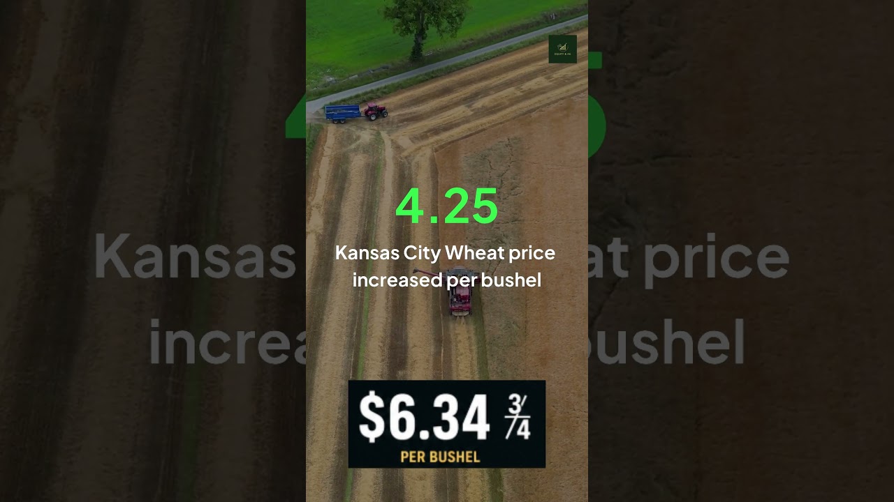 Corn Drops, Cattle Surge Over $5 | Soybeans & Wheat Market Update Today #soybeans #corn #farming