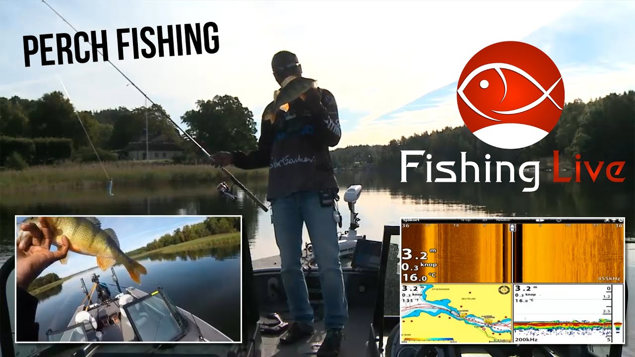 Fishing Live - First show! - Perch Fishing with Johan Ruhe