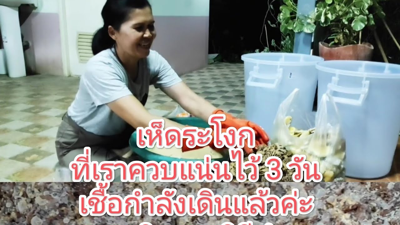 #วิธีเชื้อเห็ดระโงก #เห็ดปลวก #เห็ดไค