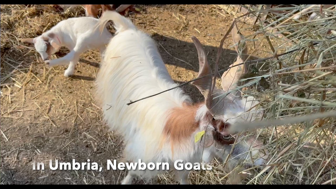 In Umbria, Newborn Goats