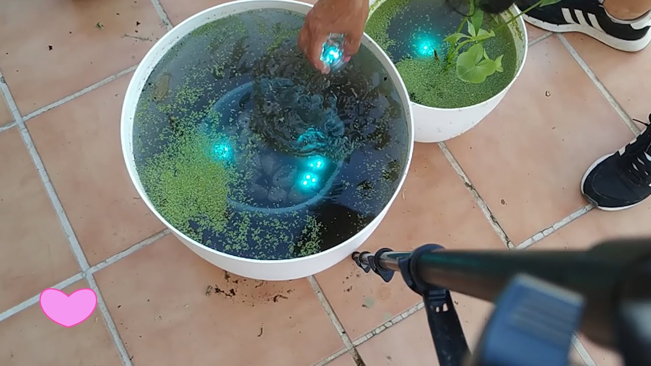 Salvando mi Nenúfar