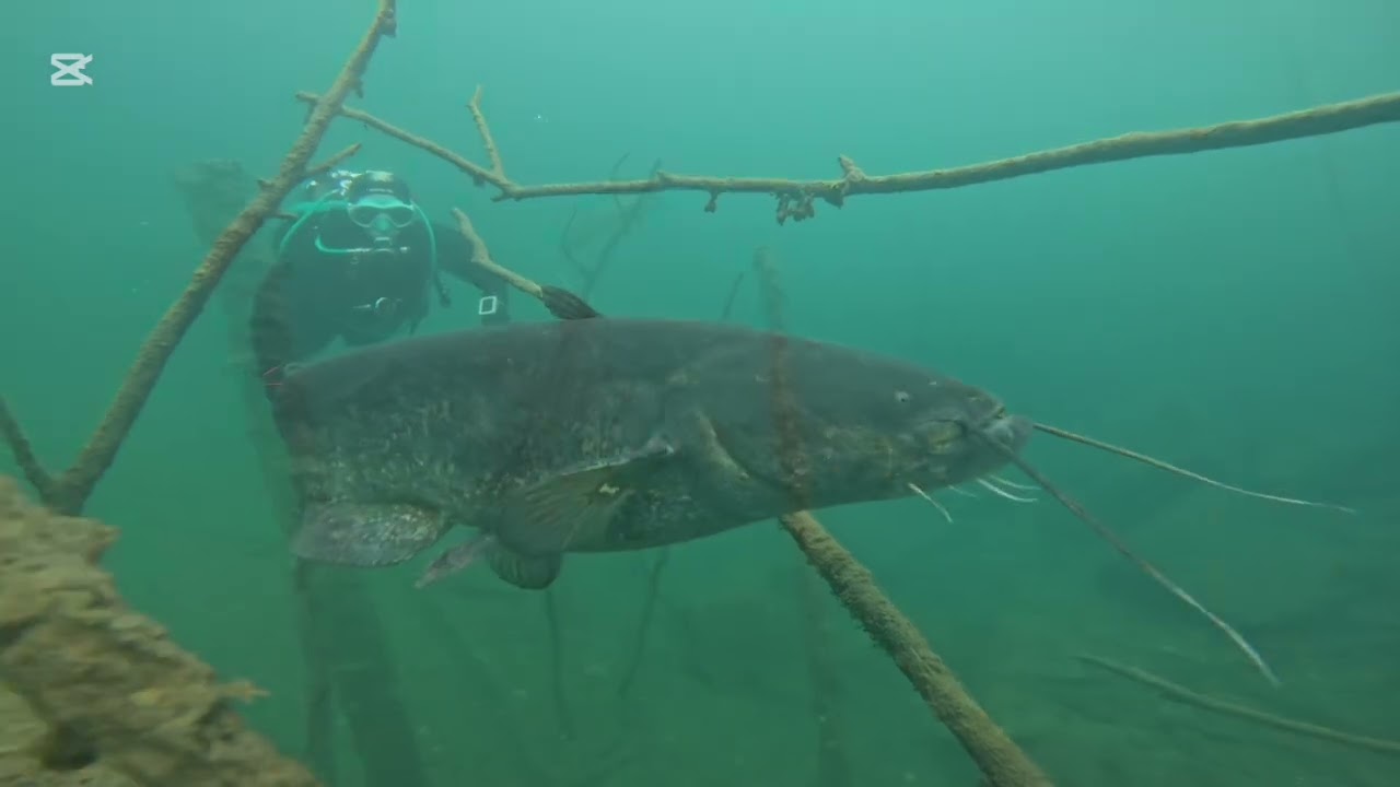 Diving Lom Borek 01112026