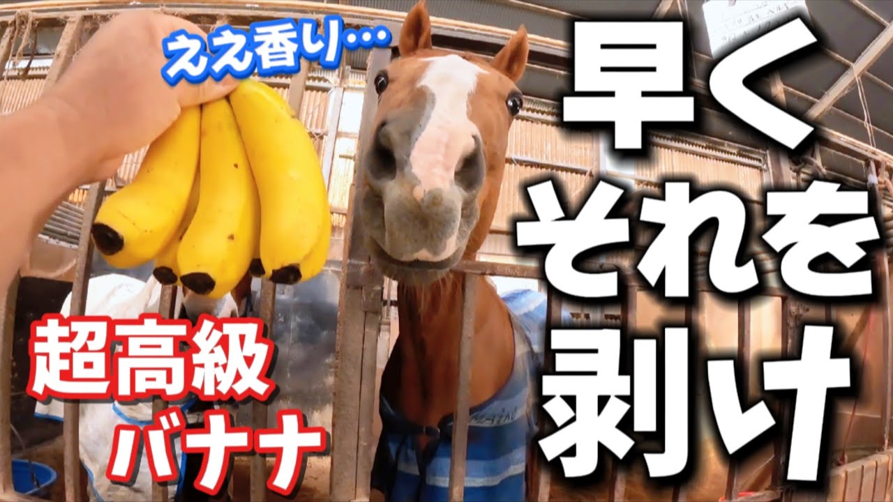 この黄色いヤツ…いつもと違う！初めて超高級バナナを見た時の引退競走馬の反応がヤバすぎました【ツルマルボーイ様のシモベ】