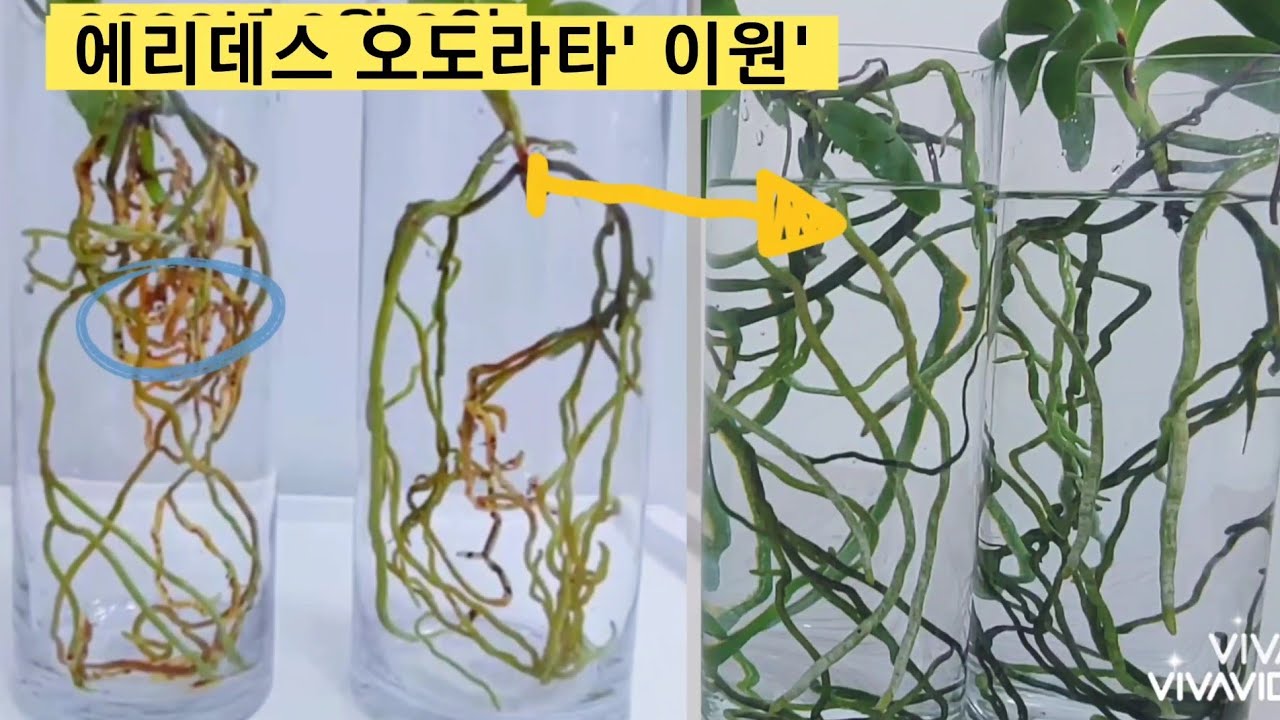 이원난원의 에리데스 오도라타 '이원' 반수경재배와 식재에 심은것 비교 & 수경재배 물 쉽게 빼는 방법.