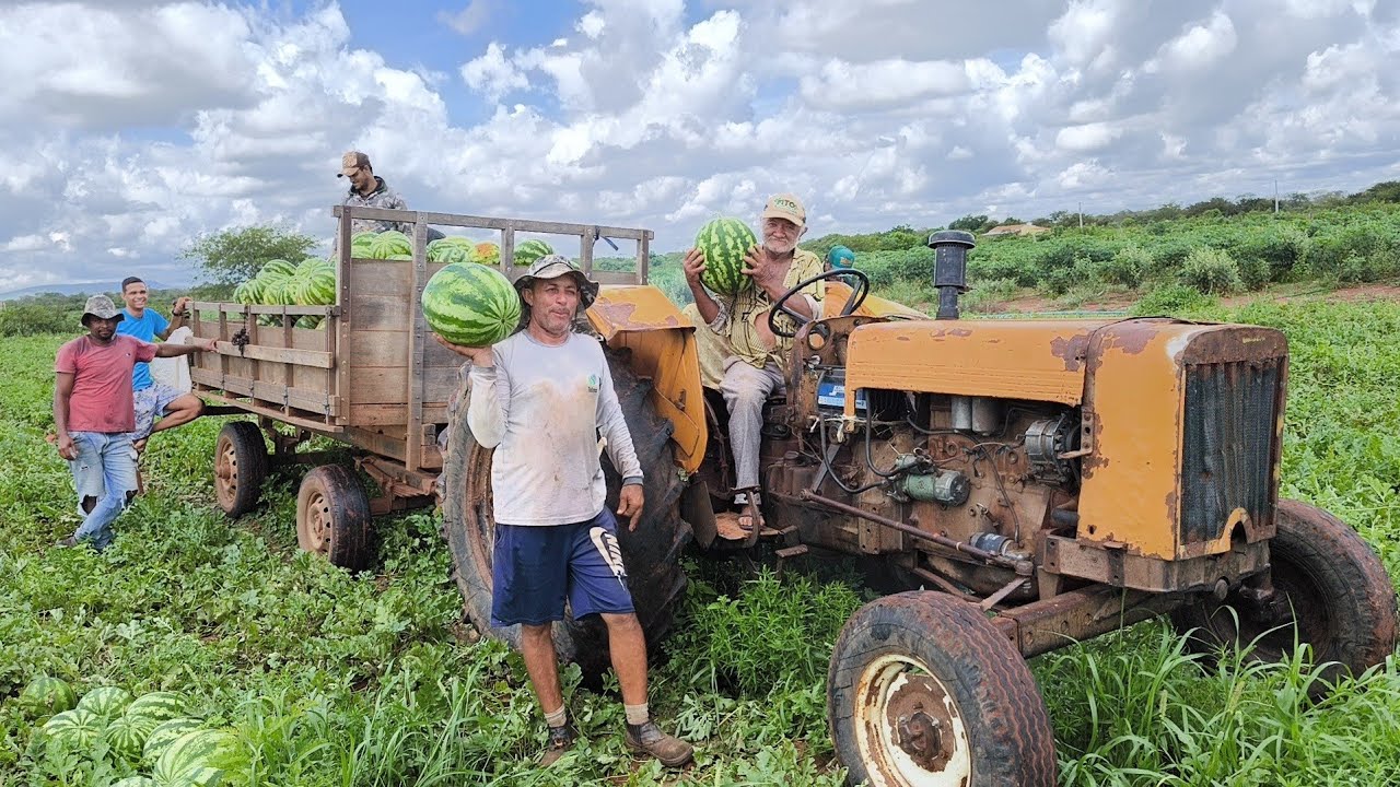 COLHEITA DE MELANCIA EM VERDEJANTE PERNAMBUCO.