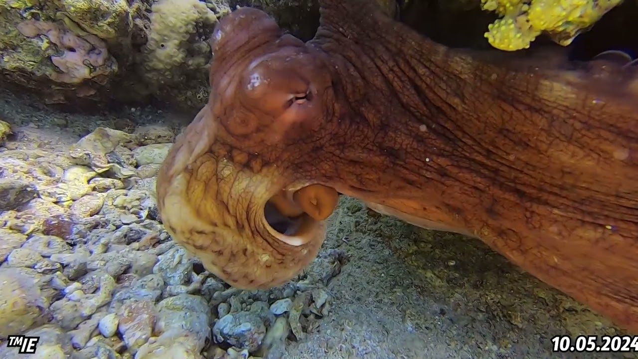 Diving in Eilat. Israel