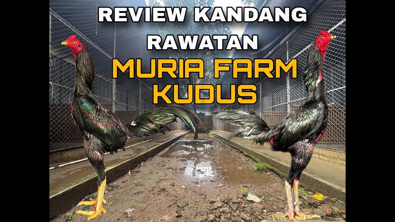 Review kandang rawatan muria farm kudus