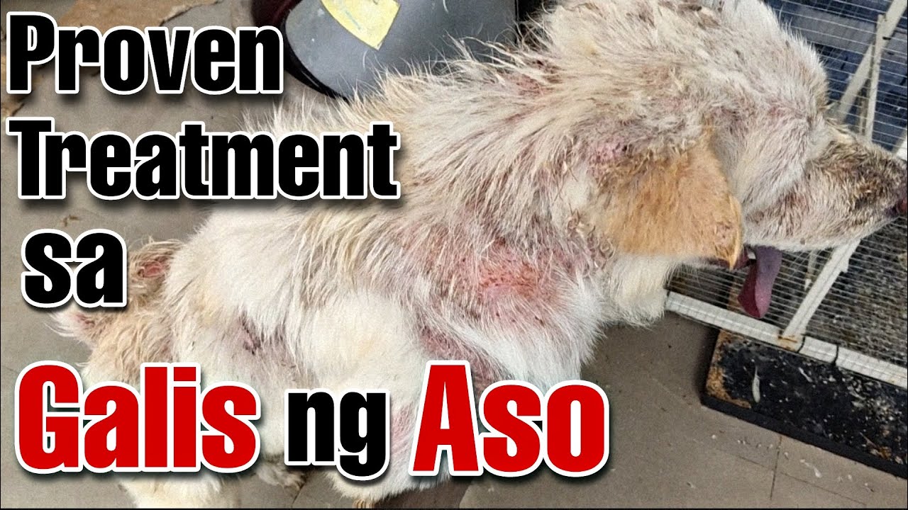 Mabisang gamot sa Galis ng Aso/ DEMODECTIC MANGE/ Best Finds TV