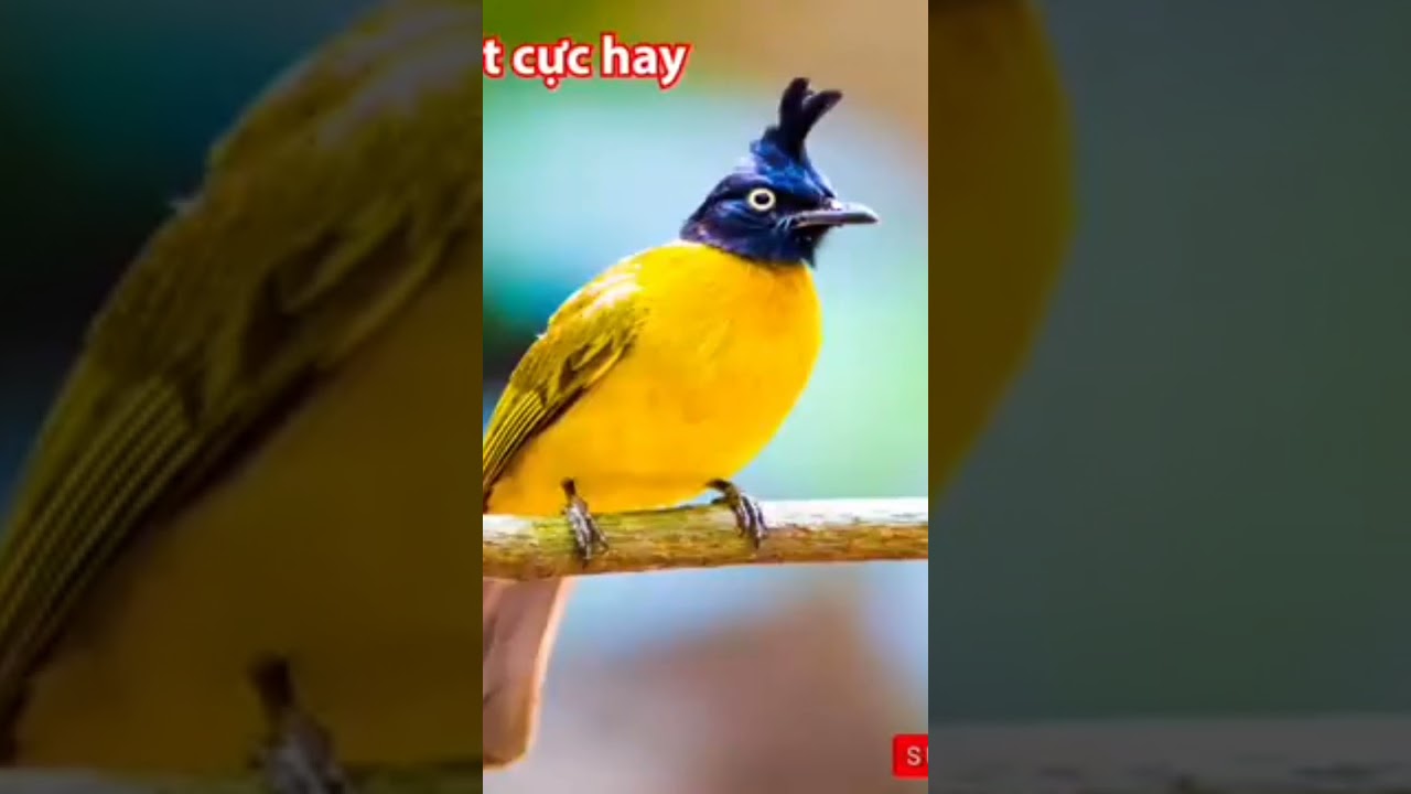 Tiếng ch&agrave;o m&agrave;o n&uacute;i bổi