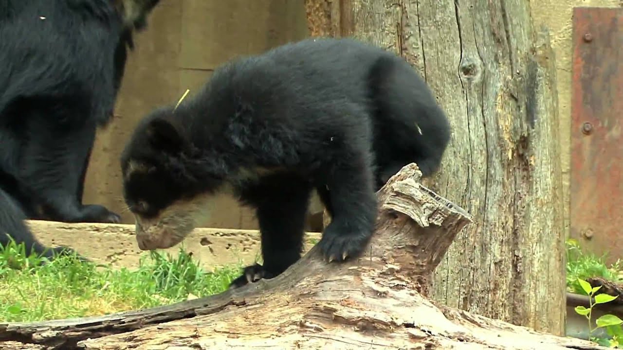 Andean Bear Cubs - May 2010