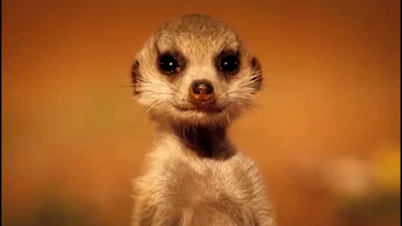 LAS AVENTURAS DE COLO Y LA FAMILIA SURICATA ( DOBLAJE ESPA&Ntilde;OL LATINOAMERICANO )