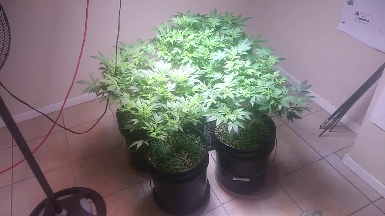 Michigan indoor grow series ft BDP