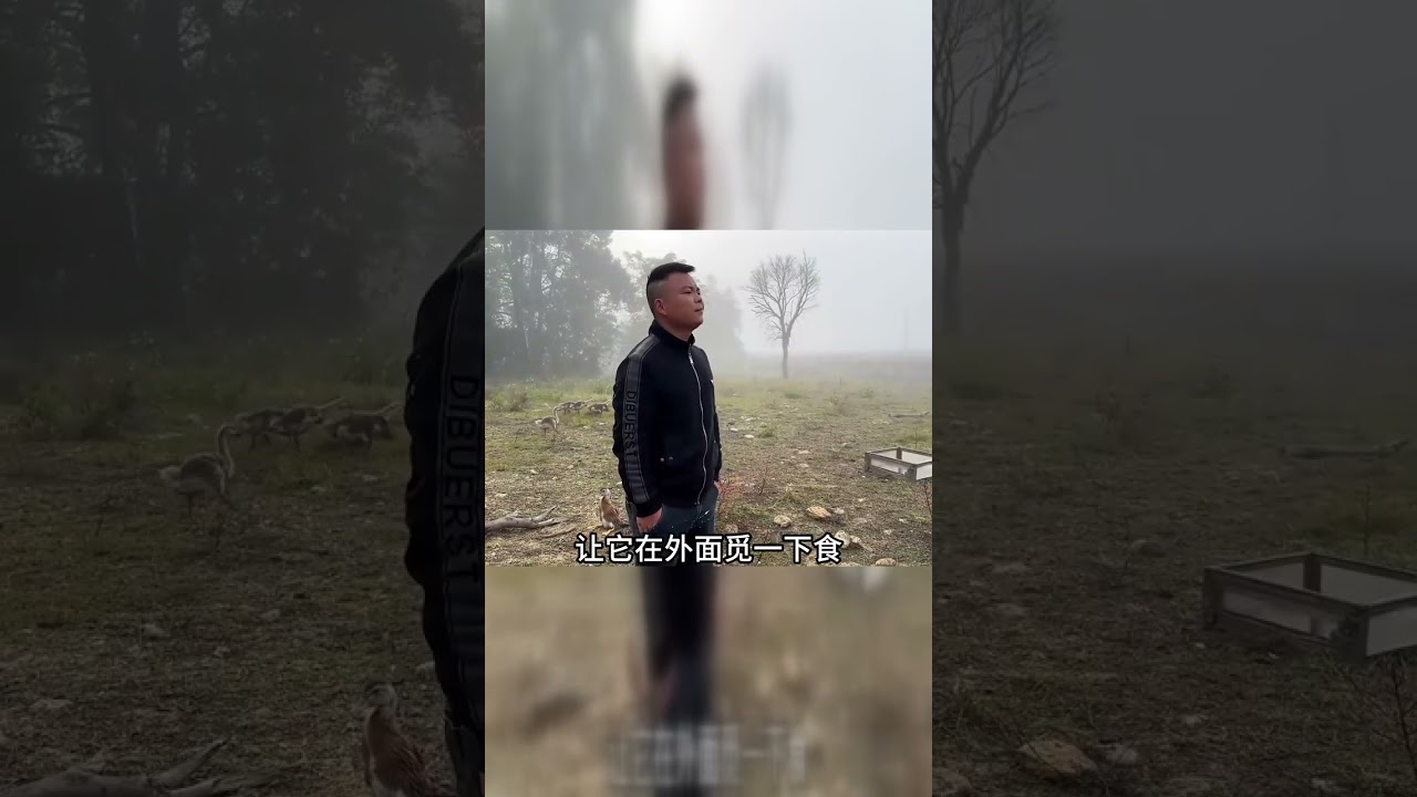 鸡少出镜，到底还有多少？