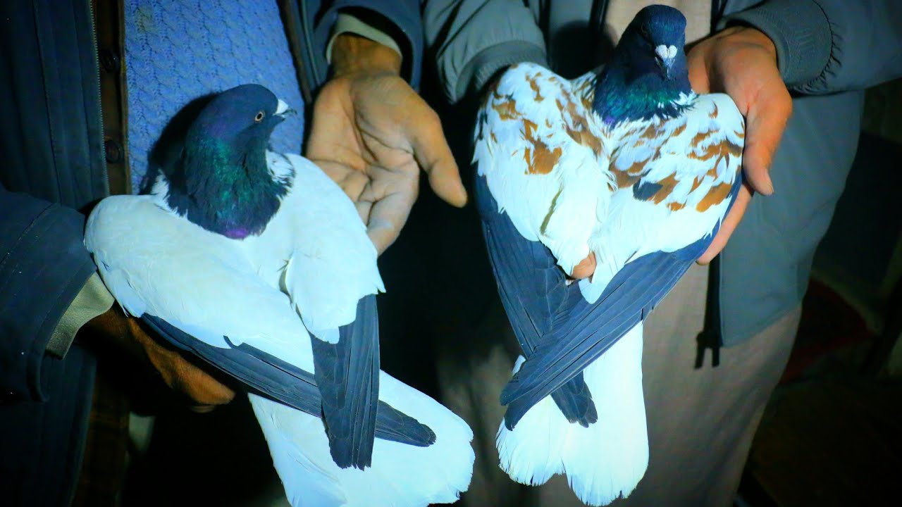Спешите! Более 30 редких голубей на продажу! Уникальные голуби Кабула на продажу!
