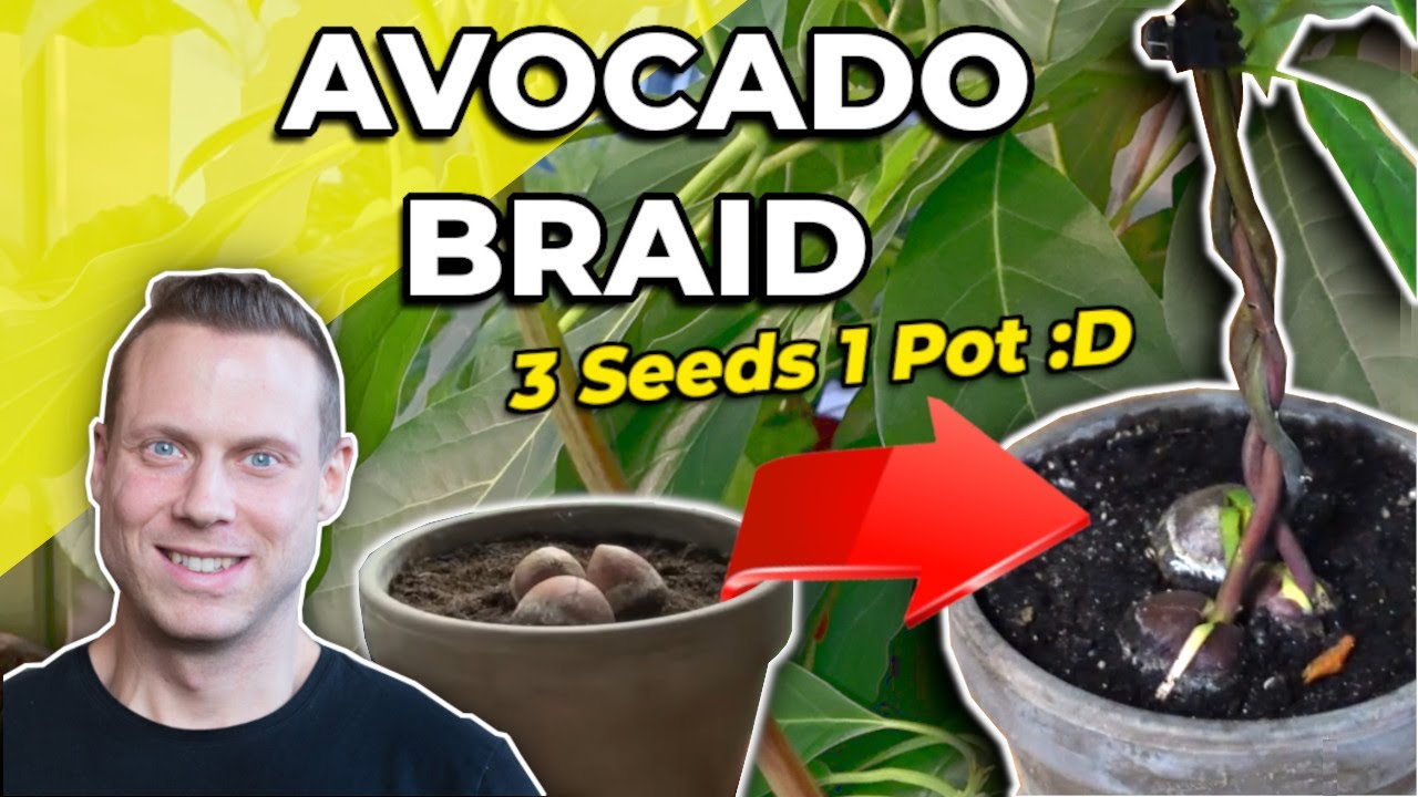 My Avocado Braid Project - Part 1 (0-3 months)