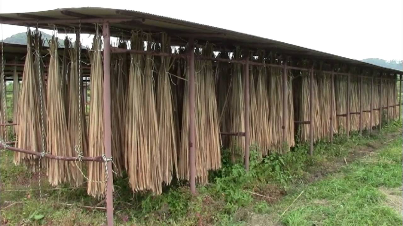 Niptani Ainu Cattail Mattress Weaving Culture & The Habitat Restoration