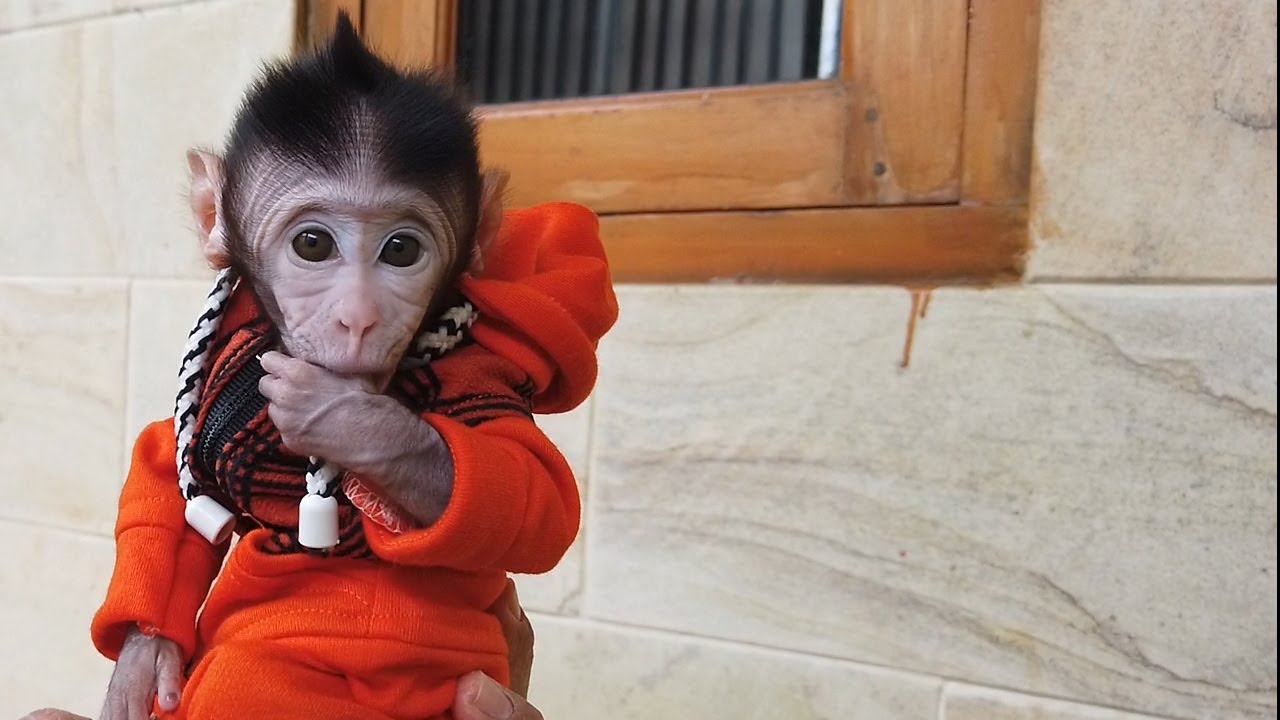 RUTINITAS MERAWAT BABY MONKEY DI PAGI HARI
