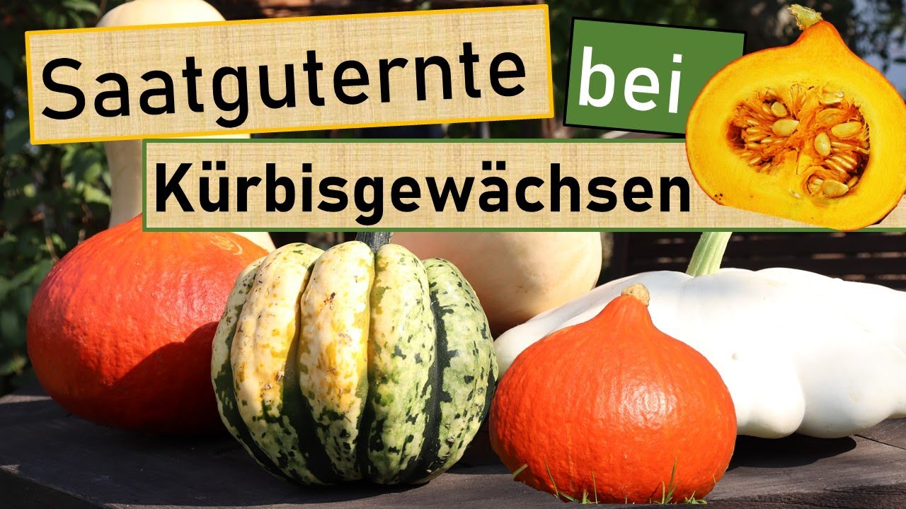 Sichere Saatguternte von Kürbis, Zucchini & Melone im Hobbygarten 🎃🥒 So kann nichts schief gehen!