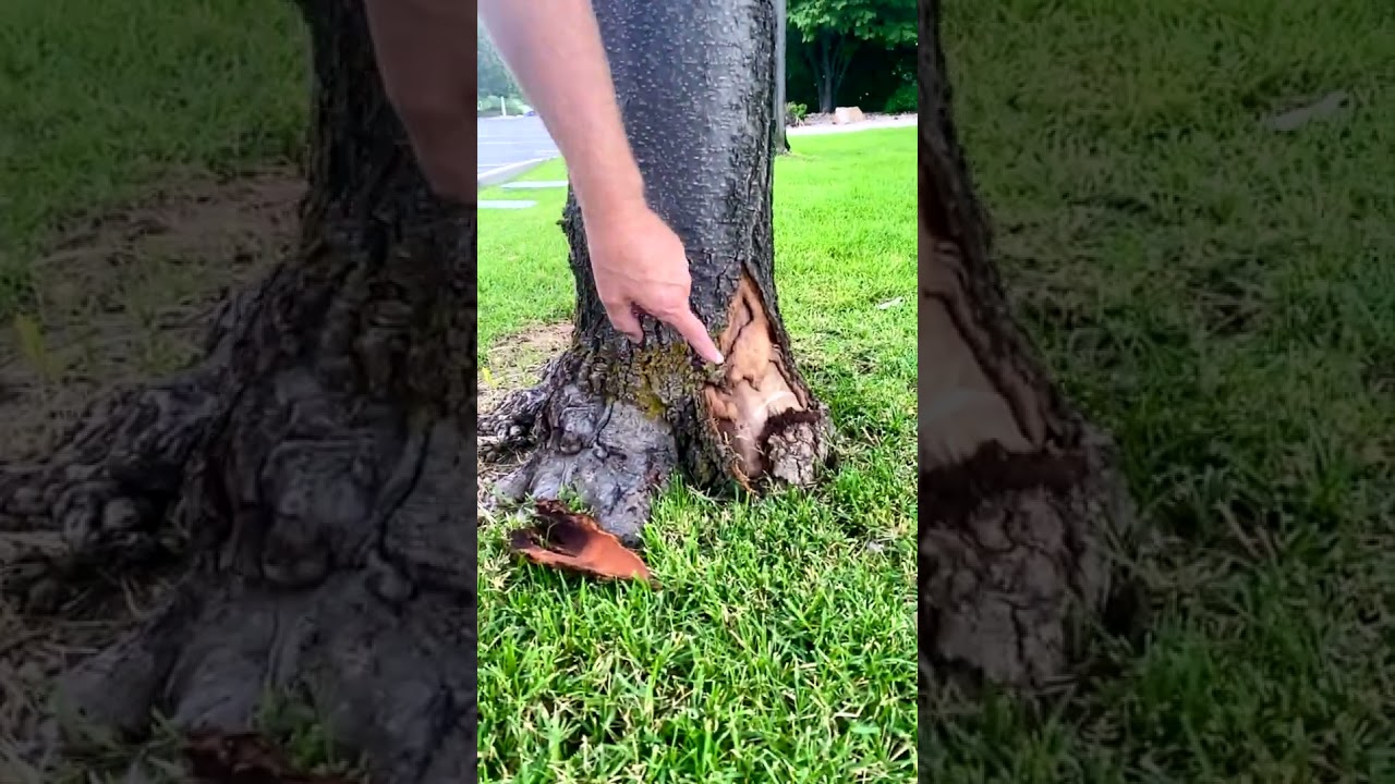 Great ways to kill your tree!  #thejamesbattonshow #killyourtree #gardening #landscape #education