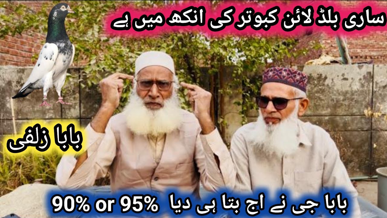 90% or 95% wala masala Hal kar diya baba g ny || Shani pigeon club Jallo 