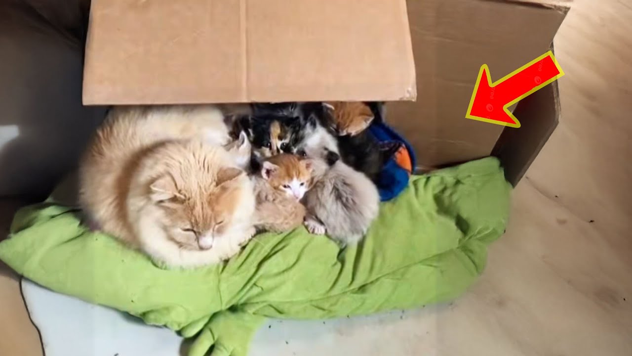 男性は裏庭で野良猫の群れを見つけ、家に連れてきて保護した。