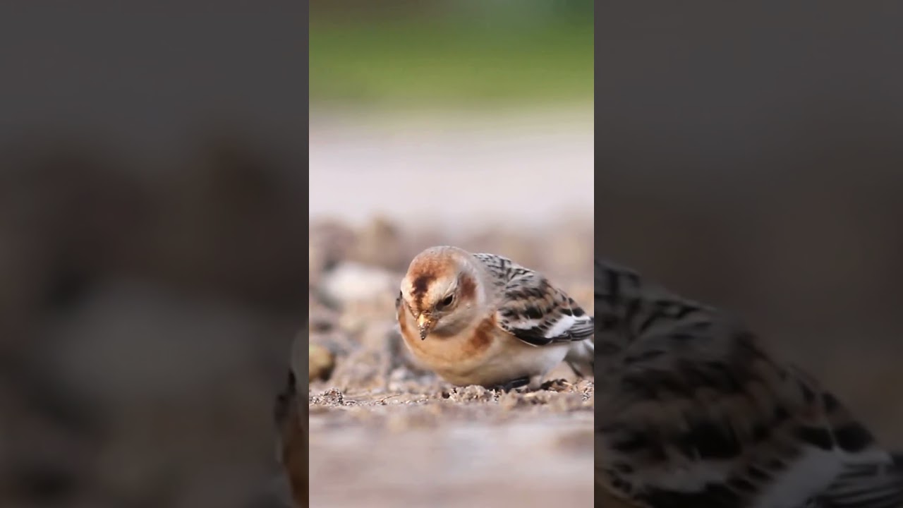 Cute Snow bunting❄️❄️  #birds #nature #shorts