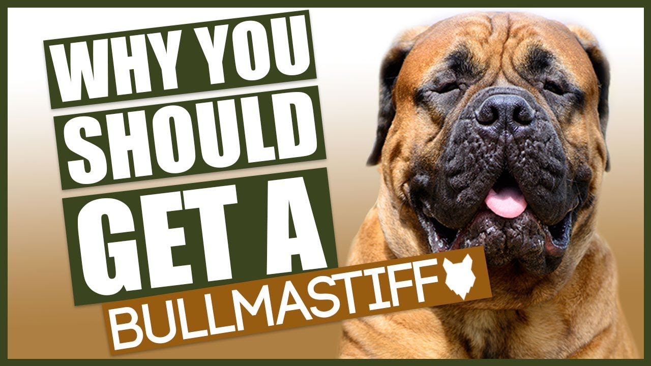 BULLMASTIFF! 5 reasons Why YOU SHOULD GET A Bullmastiff!