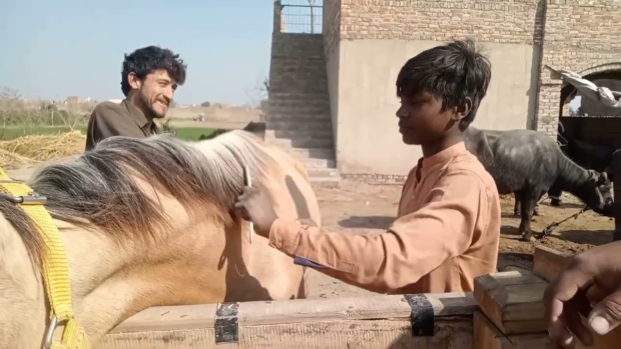 Aaj main to Anu Anjum sohery jugani ghodi ukhadna Amar  dekhbhal Karen