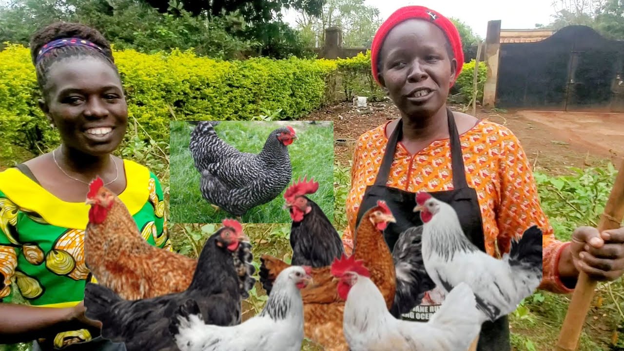 The Perspective of this Chicken Farmer on Eradicating Hunger in Communities