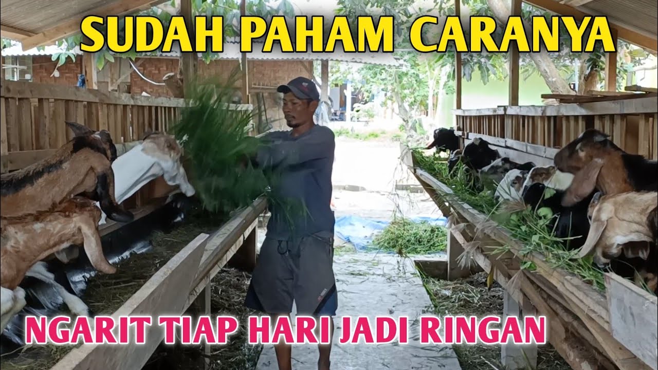 Kata Mas'un‼️Ternak Kambing 50 Ekor Kebutuhan Tercukupi Tanpa Kerja Yang Lain
