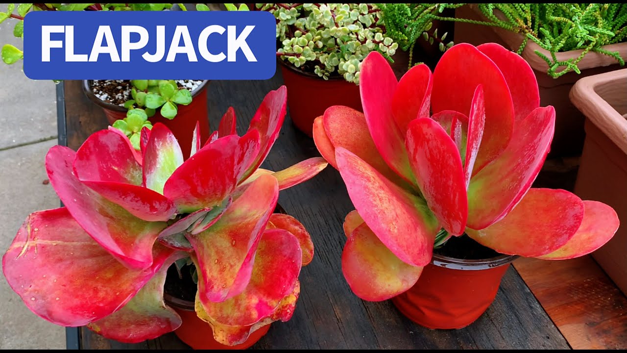 #506 PROPAGATE &TAKE CARE FLAPJACK | NHÂN GIỐNG VÀ CHĂM SÓC SEN CÁNH BƯỚM | 다육식물 | 多肉植物 | Suculentas