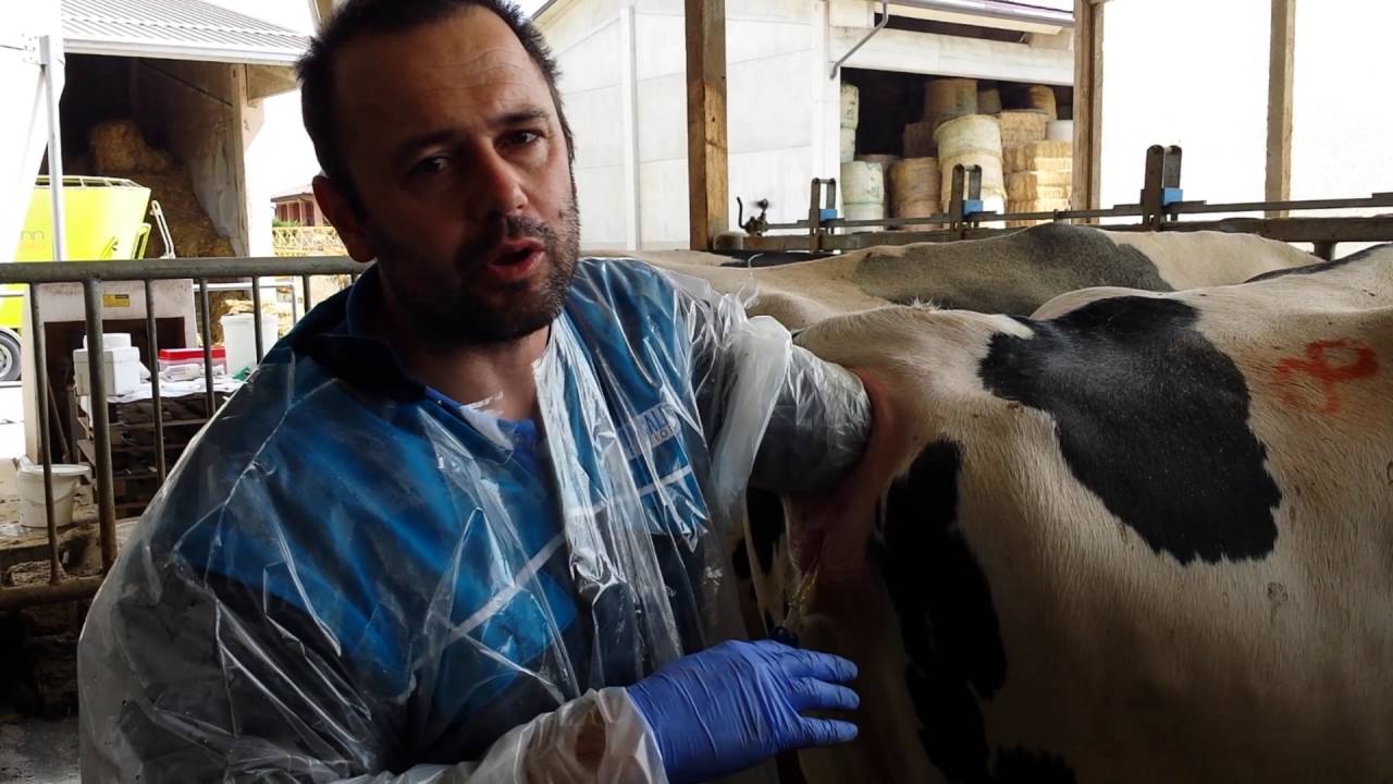 ESEMPIO esecuzione EMBRYO TRANSFER nella bovina in azienda @002