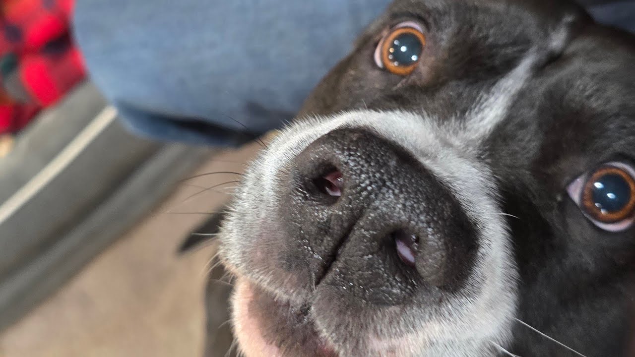 Feeding Spoiled Dogs
