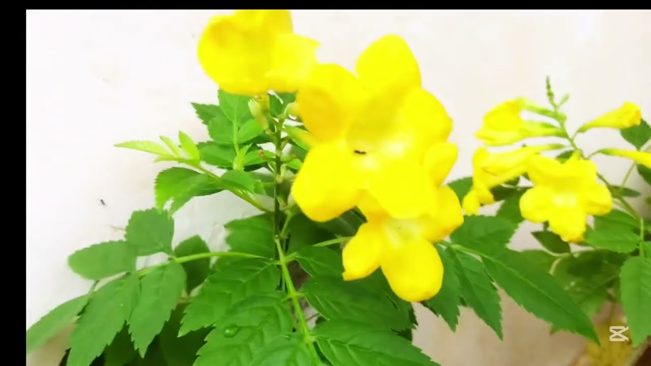 අද දවසේ ලස්සන මල්...life with sula🌹🌹
