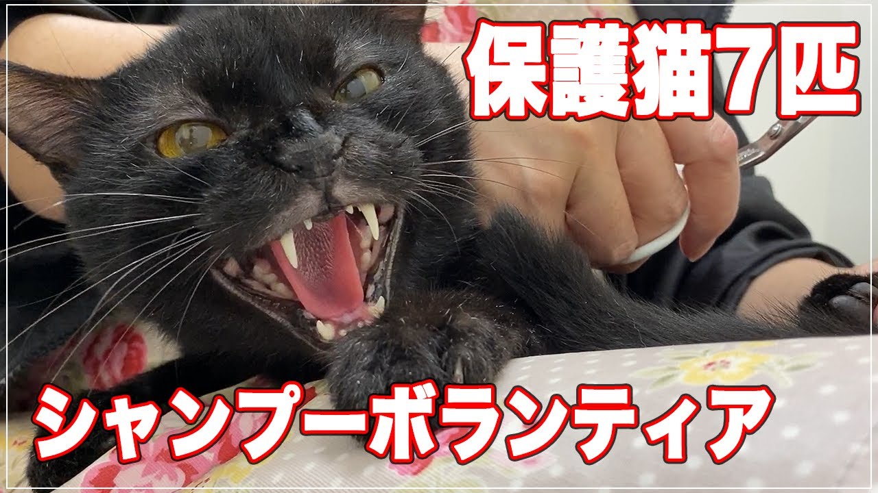 【保護猫】７匹の保護猫のシャンプーボランティアに行ってきました【シャンプー】