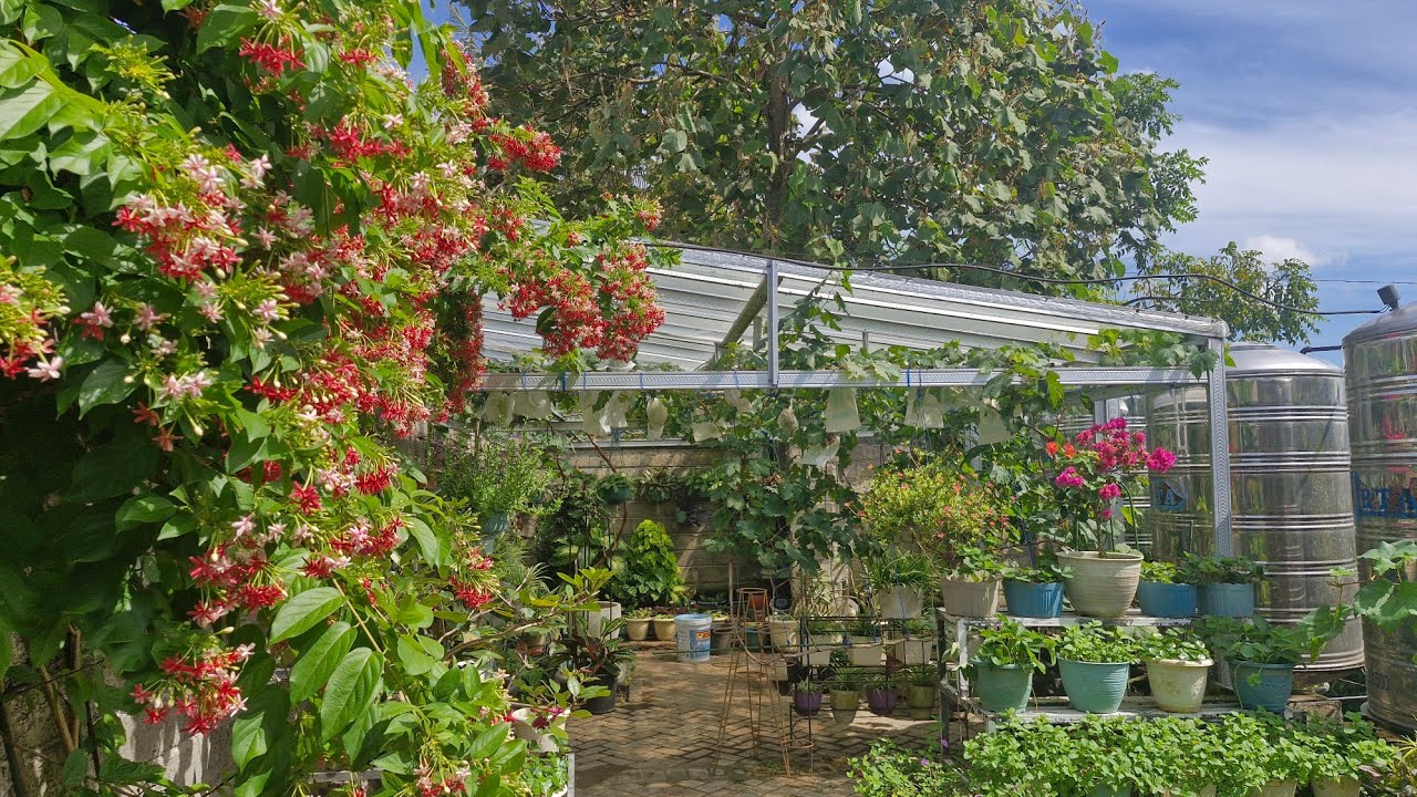 Melihat keindahan bunga melati belanda, panen anggur, jambu jamaika dan strawberry