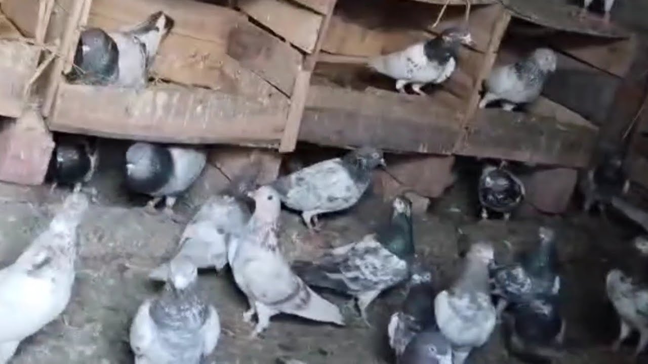 شیخوپورہ کمبیا والا سے استاد جاوید کے وہ بریڈر جوڑے جن کے بچے بازیوں میں اڑتے ہیں 0307666006
