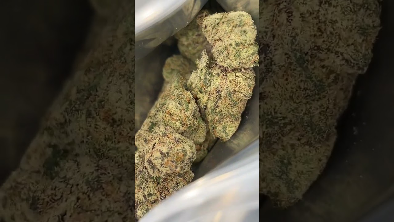 OAK-LATO CULTIVAR (strain) CULTIVATED AND BREED BY OAKFRUITLAND #oaklato #weed #420 #oakfruitland