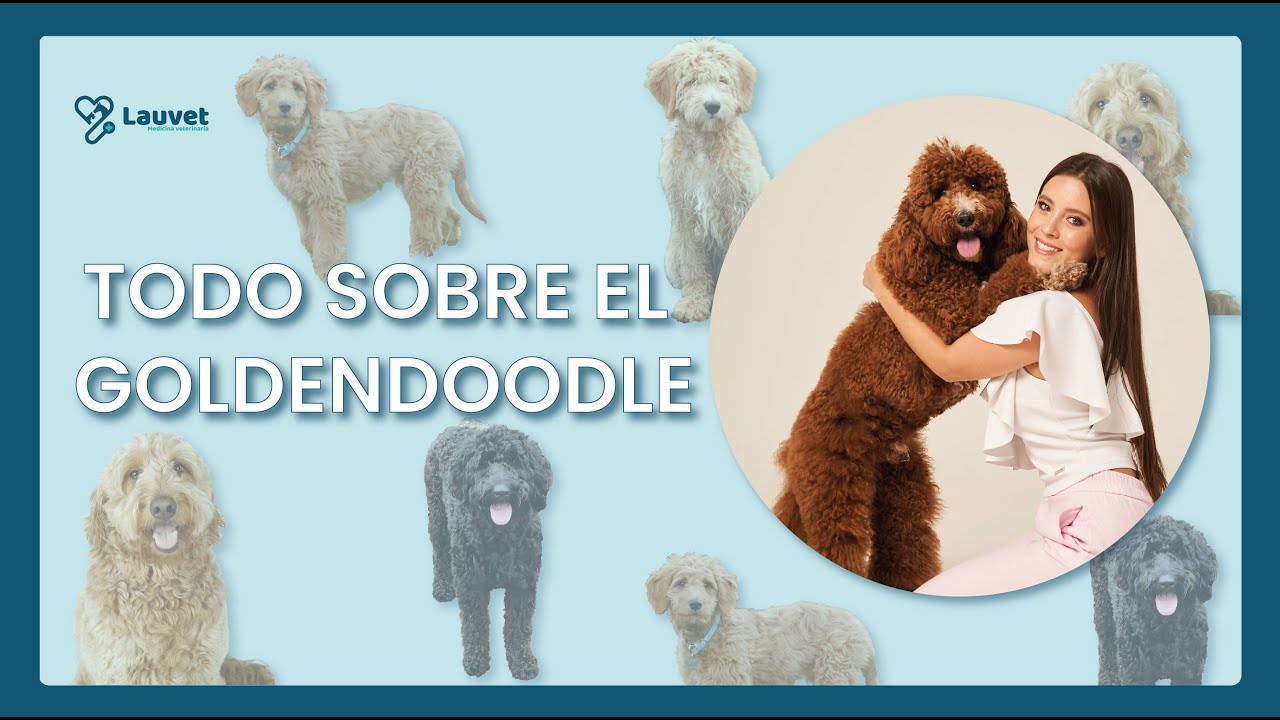 TODO LO QUE DEBES SABER SOBRE EL GOLDENDOODLE - Lauvet